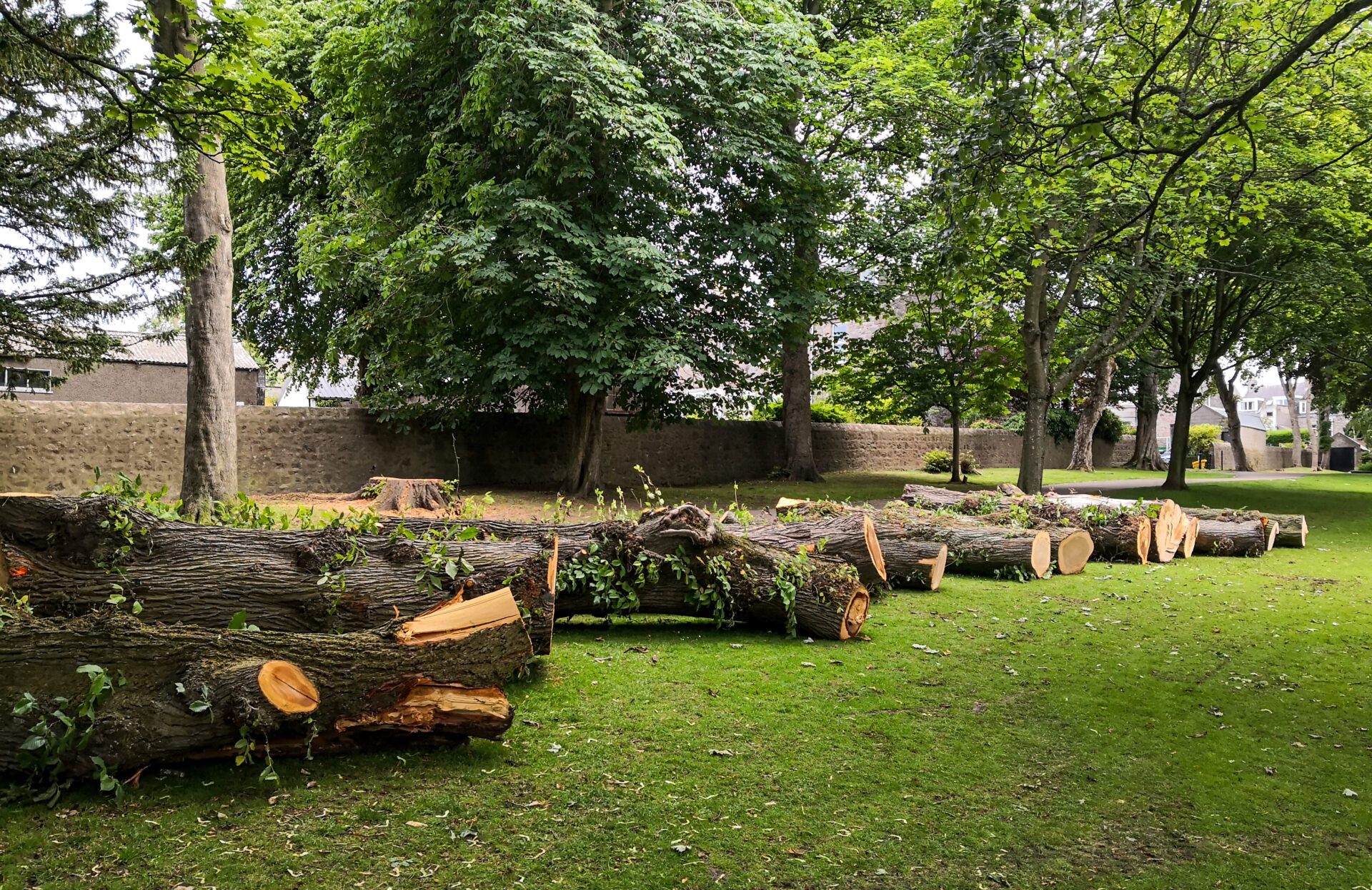 Pile of trees in a yard following a tree removal project