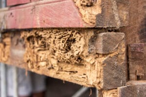 Termite damaged wood