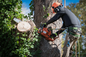 A man cuts a tree stump with a chainsaw
